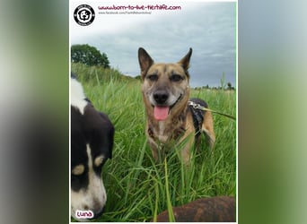 Liebevolles Zuhause für immer gesucht für unsere Traumhündin LUNA