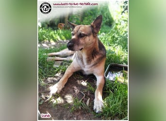 Liebevolles Zuhause für immer gesucht für unsere Traumhündin LUNA