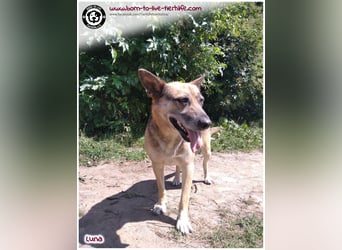 Liebevolles Zuhause für immer gesucht für unsere Traumhündin LUNA