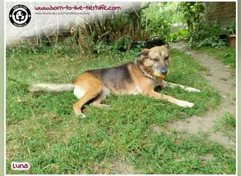 Liebevolles Zuhause für immer gesucht für unsere Traumhündin LUNA