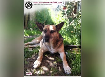Liebevolles Zuhause für immer gesucht für unsere Traumhündin LUNA