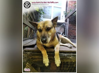 Liebevolles Zuhause für immer gesucht für unsere Traumhündin LUNA