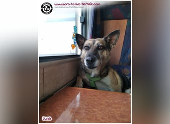 Liebevolles Zuhause für immer gesucht für unsere Traumhündin LUNA
