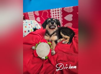 DIRHAM ❤️ liebevoller Athlet, Pflegefamilie Erkelenz