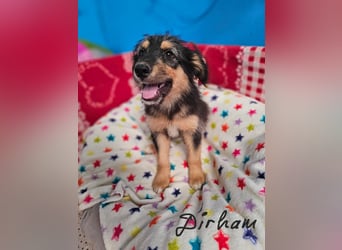 DIRHAM ❤️ liebevoller Athlet, Pflegefamilie Erkelenz