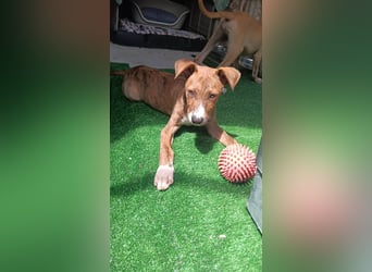 Choco - kleiner Welpenjunge sucht sein Glück