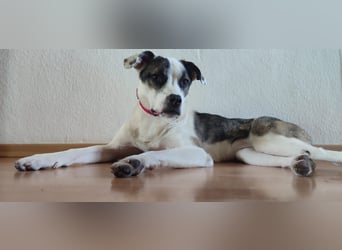 Caia sucht dringend ihr für immer zu Hause PLZ 59845