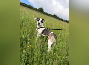 Caia sucht dringend ihr für immer zu Hause PLZ 59845