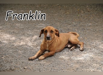 Wer möchte Franklin die Chance geben, endlich seinen Platz fürs Leben zu finden?