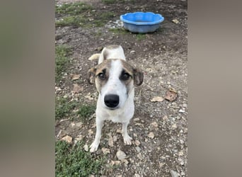 Ronja - Liebevolle Hundemama sucht kuschliges Zuhause ❤️