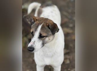 Ronja - Liebevolle Hundemama sucht kuschliges Zuhause ❤️
