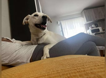 Duke - Knuddelbär mit Herz ❤️