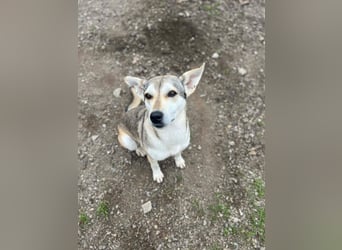 Zaya – eine sanfte Seele sucht ihr Glück ❤️