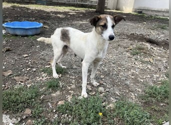 Ronja - Liebevolle Hundemama sucht kuschliges Zuhause ❤️