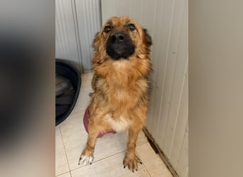 Ora – eine Kämpferin mit drei Beinen und einem riesengroßen Herzen ❤️