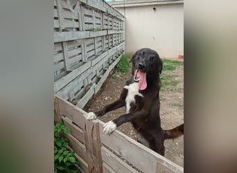 Hannah - Glück im Fellkleid ❤️