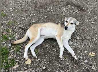 Zaya – eine sanfte Seele sucht ihr Glück ❤️