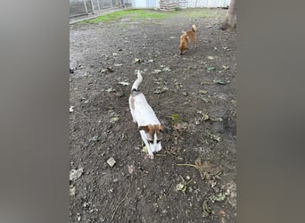 Ronja - Liebevolle Hundemama sucht kuschliges Zuhause ❤️