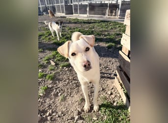 Duke - Knuddelbär mit Herz ❤️