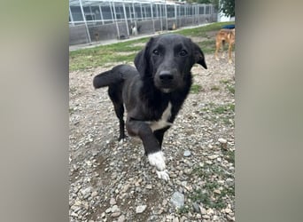 Hannah - Glück im Fellkleid ❤️