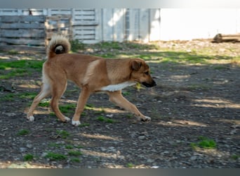 Libby - Kleiner Wirbelwind sucht eigene Familie ❤️