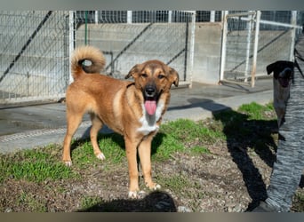 Libby - Kleiner Wirbelwind sucht eigene Familie ❤️