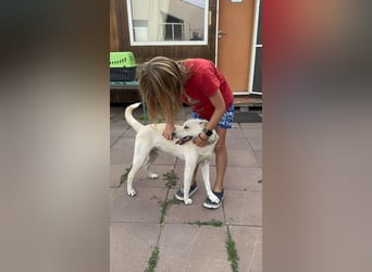 Duke - Knuddelbär mit Herz ❤️