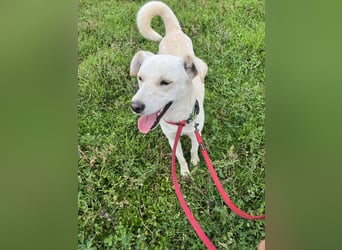 Duke - Knuddelbär mit Herz ❤️