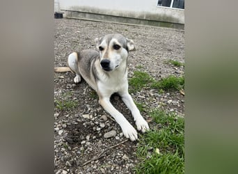 Zaya – eine sanfte Seele sucht ihr Glück ❤️