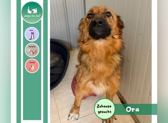 Ora – eine Kämpferin mit drei Beinen und einem riesengroßen Herzen ❤️