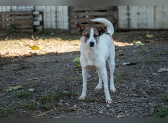 Ronja - Liebevolle Hundemama sucht kuschliges Zuhause ❤️