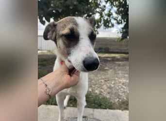 Ronja - Liebevolle Hundemama sucht kuschliges Zuhause ❤️