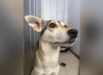 Zaya – eine sanfte Seele sucht ihr Glück ❤️