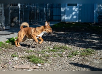 Libby - Kleiner Wirbelwind sucht eigene Familie ❤️