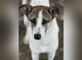 Ronja - Liebevolle Hundemama sucht kuschliges Zuhause ❤️