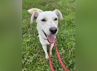 Duke - Knuddelbär mit Herz ❤️