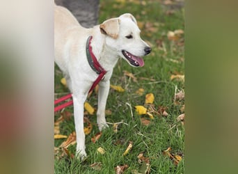 Duke - Knuddelbär mit Herz ❤️