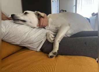 Duke - Knuddelbär mit Herz ❤️