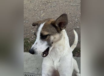 Ronja - Liebevolle Hundemama sucht kuschliges Zuhause ❤️