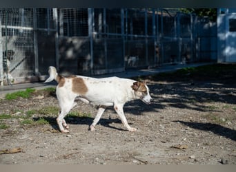 Ronja - Liebevolle Hundemama sucht kuschliges Zuhause ❤️