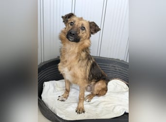 Ora – eine Kämpferin mit drei Beinen und einem riesengroßen Herzen ❤️