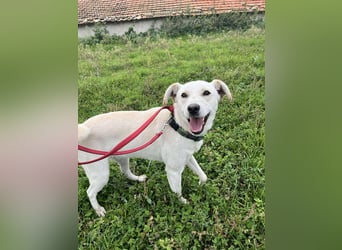 Duke - Knuddelbär mit Herz ❤️