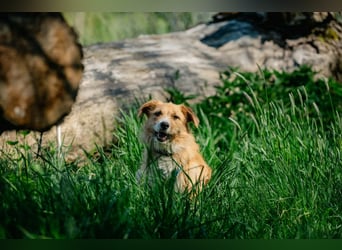 Roxy - eine sensible Begleiterin