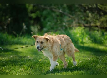 Roxy - eine sensible Begleiterin