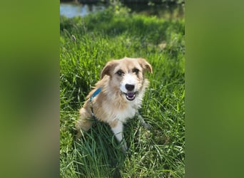 Roxy - eine sensible Begleiterin