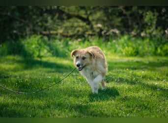 Roxy - eine sensible Begleiterin