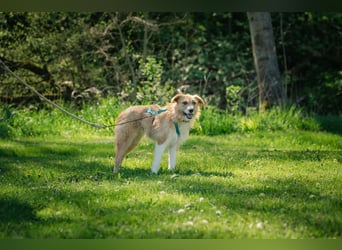 Roxy - eine sensible Begleiterin