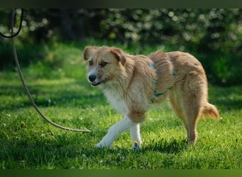 Roxy - eine sensible Begleiterin