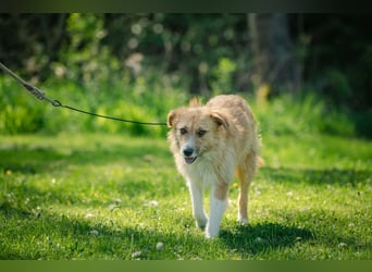 Roxy - eine sensible Begleiterin