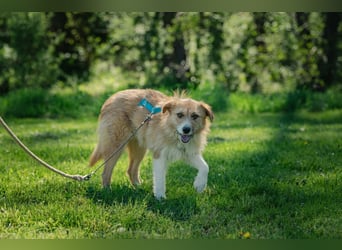 Roxy - eine sensible Begleiterin